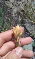 Castilleja affinis neglecta
