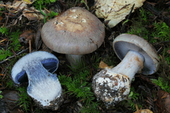 Cortinarius glaucocephalus