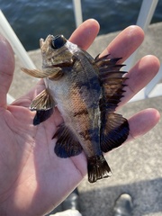 Sebastes ventricosus