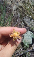 Castilleja affinis neglecta