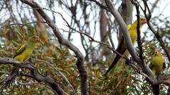Polytelis anthopeplus monarchoides