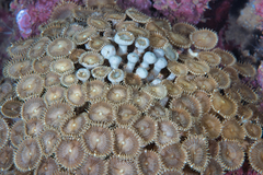 Palythoa heliodiscus