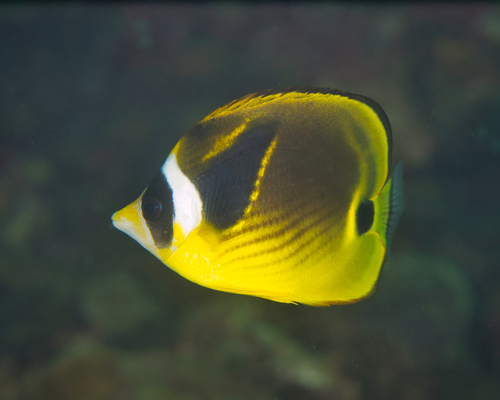 Halfmoon butterflyfish (Chaetodon lunula) — Chaetodontidae — 4