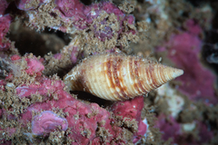 Pseudonebularia lienardi