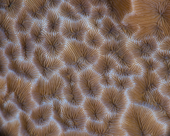 Gardineroseris planulata