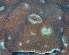 Gardineroseris planulata