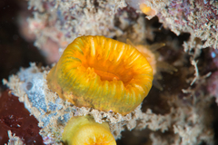 Cladopsammia eguchii