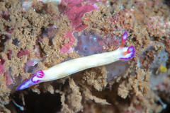 Hypselodoris violabranchia