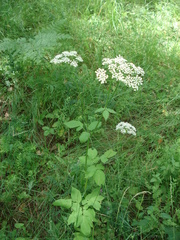 Aegopodium podagraria