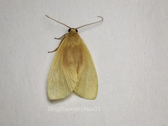 Nishada flabrifera