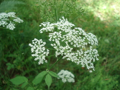 Aegopodium podagraria