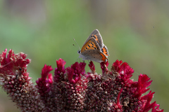 Lycaena phlaeas daimio