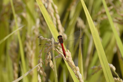 Sympetrum darwinianum