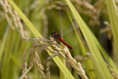 Sympetrum darwinianum
