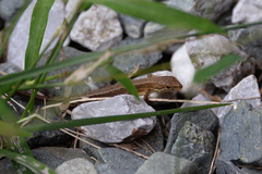 Takydromus tachydromoides