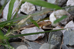 Takydromus tachydromoides