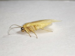 Nishada flabrifera