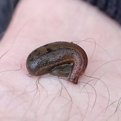 Haemadipsa zeylanica