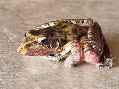 Ptychadena oxyrhynchus