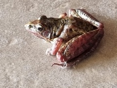 Ptychadena oxyrhynchus