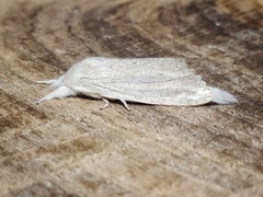 Saliocleta