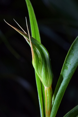 Pterostylis cardiostigma