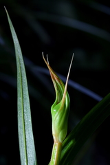 Pterostylis cardiostigma
