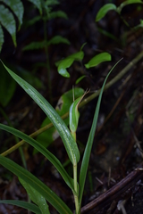 Pterostylis cardiostigma