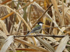 Parus minor