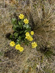 Ranunculus nivicola