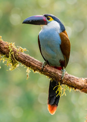 Andigena nigrirostris