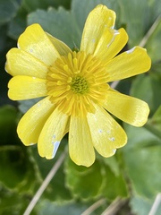 Ranunculus nivicola