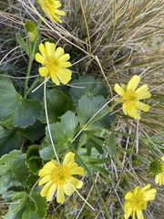 Ranunculus nivicola