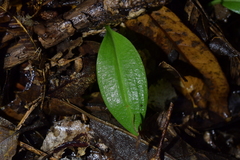 Chiloglottis cornuta