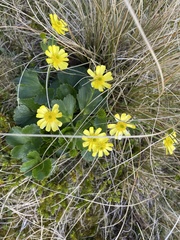 Ranunculus nivicola