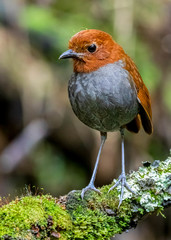 Grallaria rufocinerea