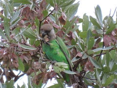 Poicephalus cryptoxanthus