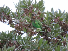 Poicephalus cryptoxanthus