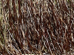 Schoenus pauciflorus