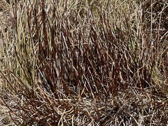 Schoenus pauciflorus