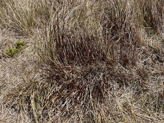 Schoenus pauciflorus