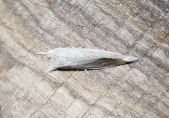 Saliocleta