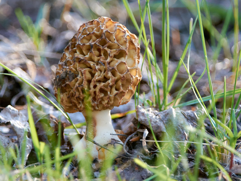 Morel mushroom among spring leaf litter