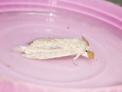 Saliocleta