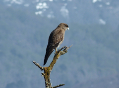 Daptrius chimango temucoensis