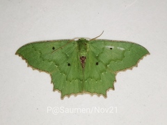 Episothalma robustaria