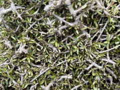 Coprosma decurva