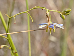 Dianella amoena