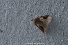 Hydrillodes moloalis