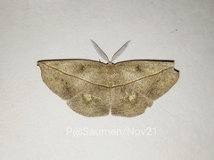 Decetia subobscurata